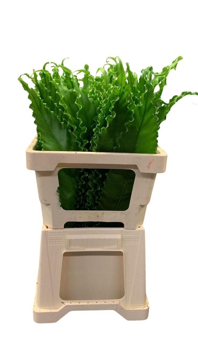 <h4>Asplenium ( Osaka 50cm )</h4>