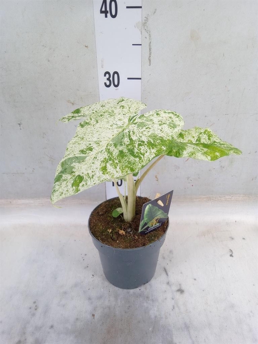 <h4>Alocasia   ...</h4>