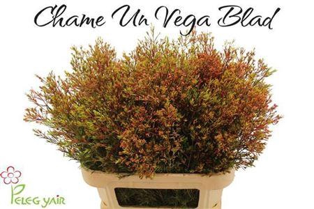 <h4>Chame Un Vega Blad</h4>