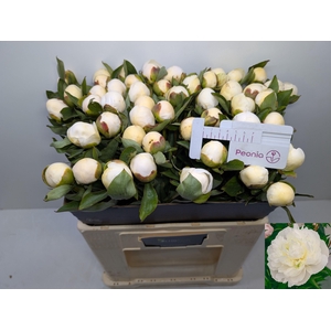 PAEO L DUCHES D NEMO