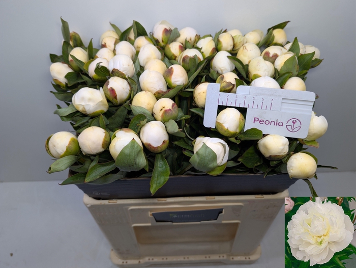 <h4>PAEO L DUCHES D NEMO</h4>