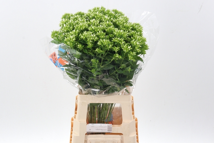 <h4>Phlox P Whitecap</h4>