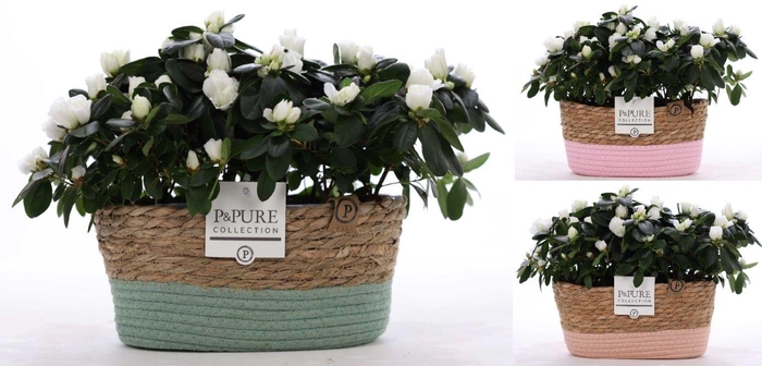 <h4>1st class Azalea white (x2) in P&PURE Fieldbasket ass.3</h4>
