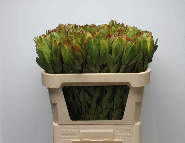 <h4>LEUCAD SAF GOLDSTRIK</h4>