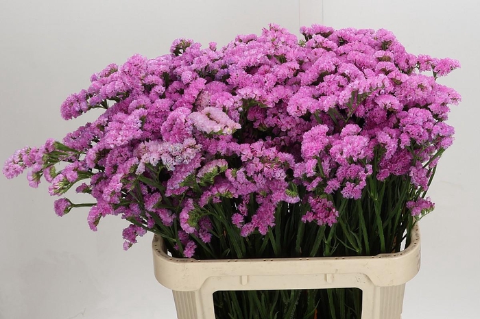 <h4>Limonium sinuatum Rosa Sun Birds</h4>
