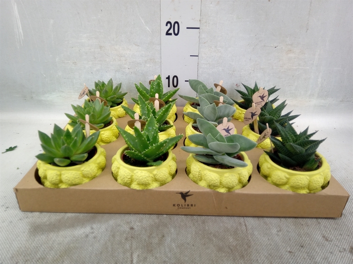 <h4>Succulents   ...mix 3</h4>