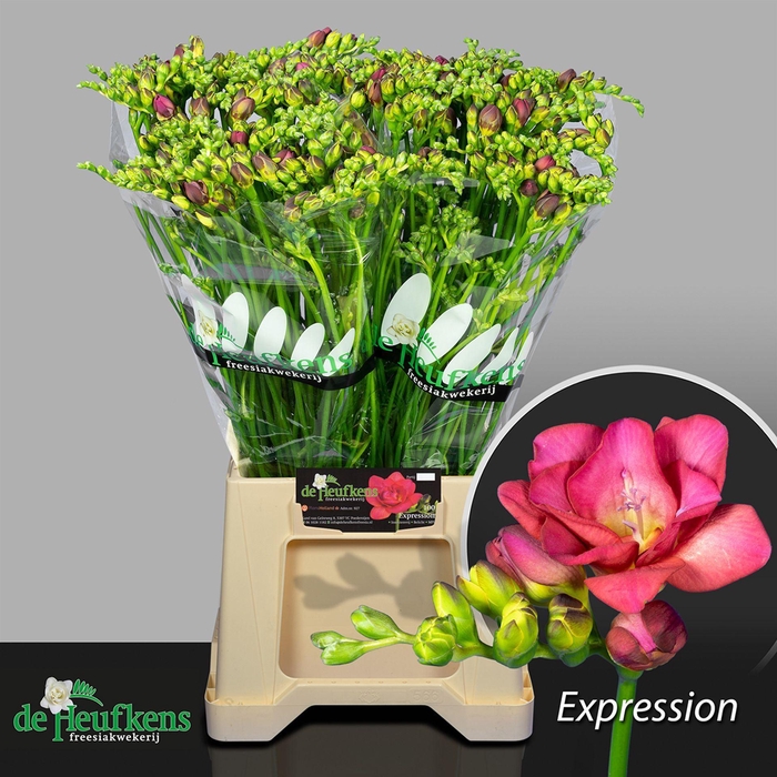 <h4>Freesia du Expression</h4>