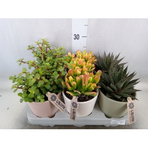 Succulents   ...