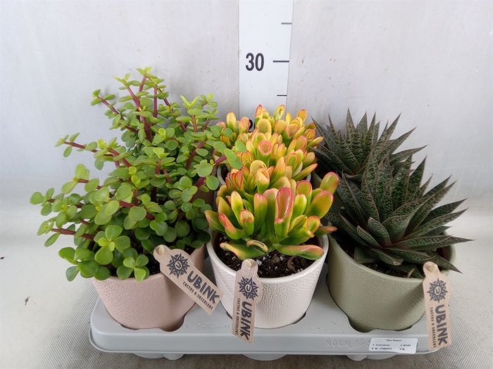 <h4>Succulents   ...</h4>
