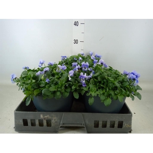 Viola corn. 'Evo Mini Marina'