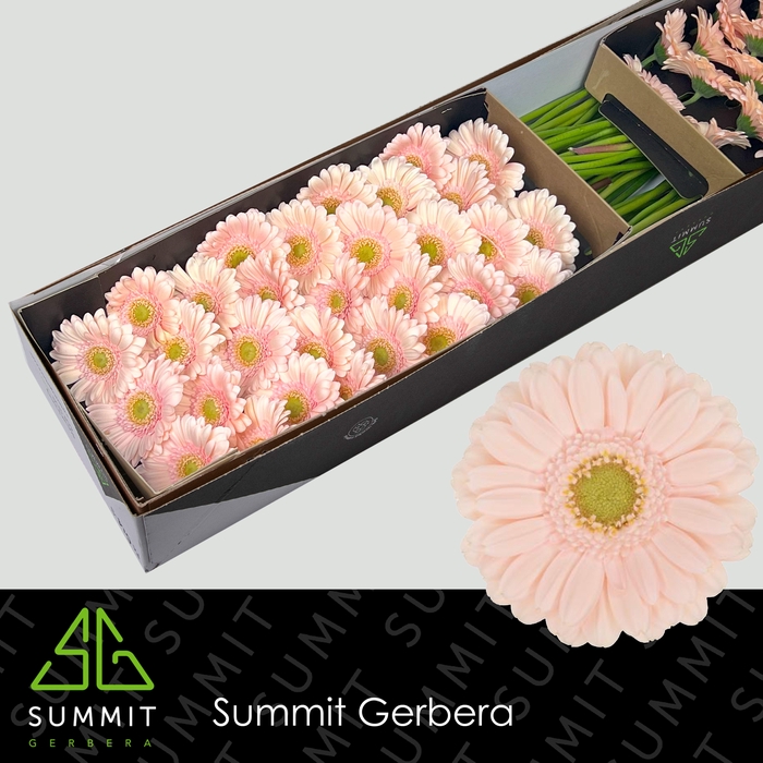 <h4>Germini Alix-Noor Doos</h4>