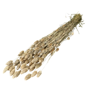 Dried flowers Phalaris 70cm