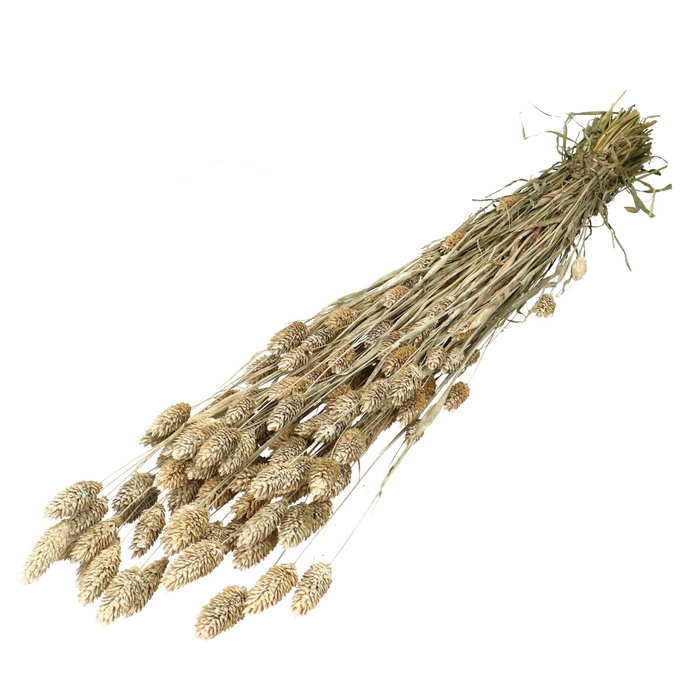 <h4>Dried flowers Phalaris 70cm</h4>