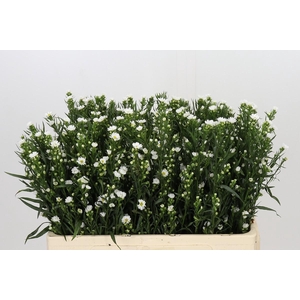 Aster Paquita