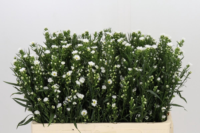 <h4>Aster Paquita</h4>