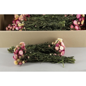 DF Helichrysum Pink Bs 100gr