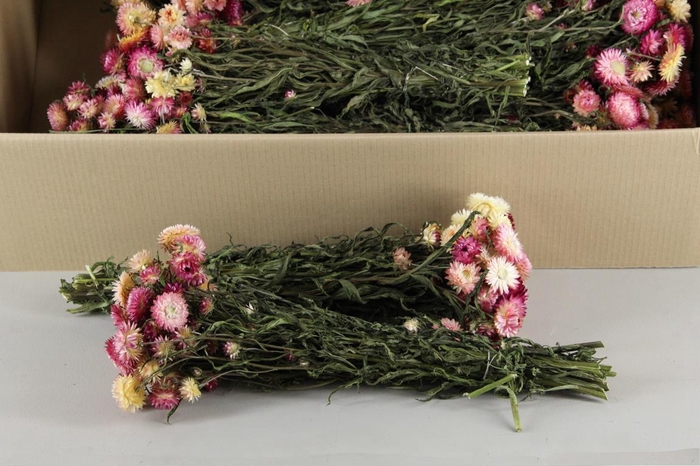 <h4>DF Helichrysum Pink Bs 100gr</h4>