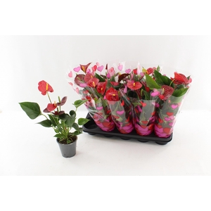 ANTHU AN SUCCESS RED