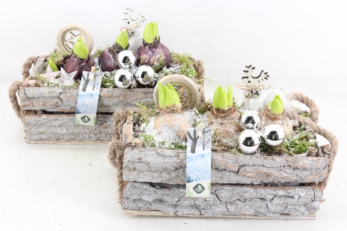 <h4>arr4 Hyacint JS - Schors rechth. 338/4</h4>