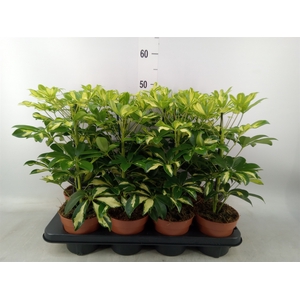 Schefflera arbor. 'Gerda'