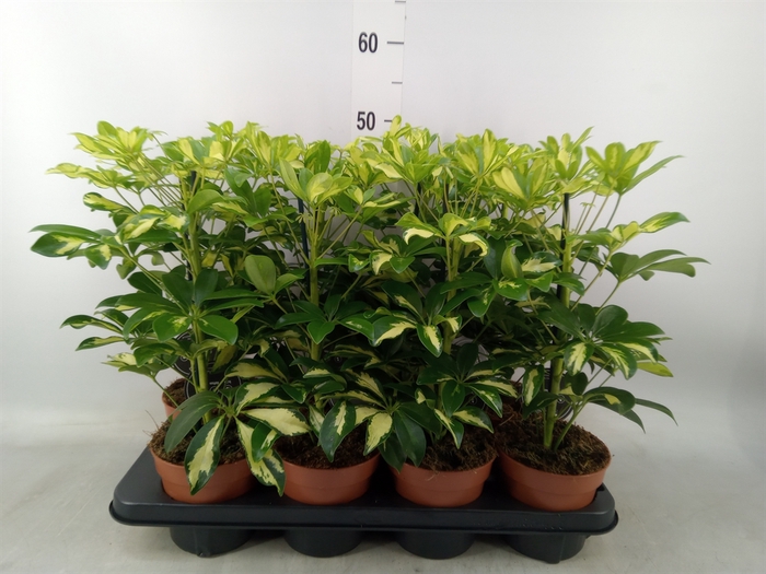 <h4>Schefflera arbor. 'Gerda'</h4>