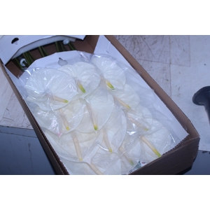 ANTHURIUM ETERNITY 11/13 040 CM DIAM MIN 11 CM BRANCO
