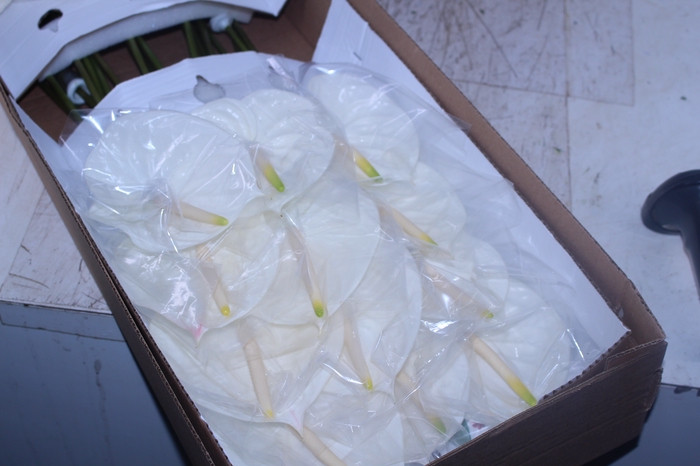 ANTHURIUM ETERNITY 11/13 040 CM DIAM MIN 11 CM BRANCO