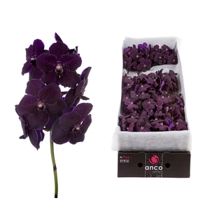Vanda Velvet Blackberry x16