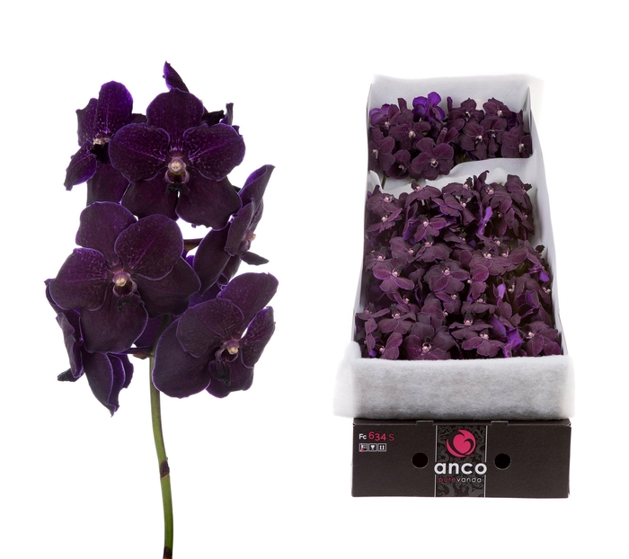 <h4>Vanda Velvet Blackberry x16</h4>