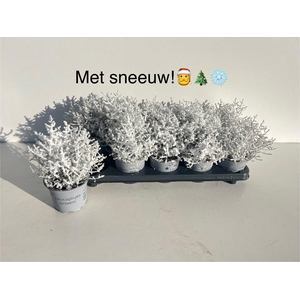 Calocephalus brownii Whimsy Silver Śnieg 12Ø 20cm