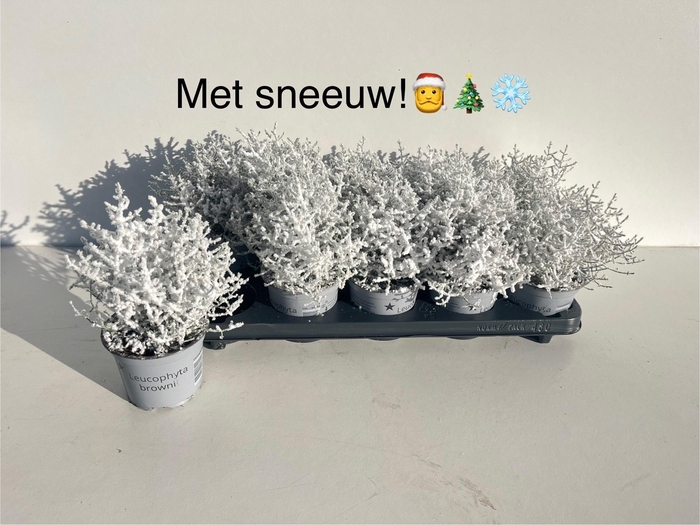 Calocephalus brownii Whimsy Silver Śnieg 12Ø 20cm