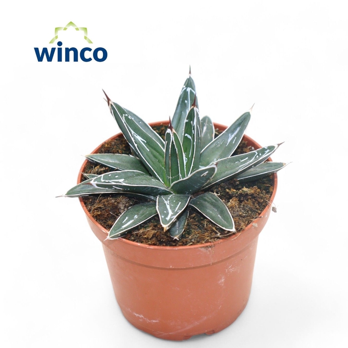 <h4>Agave Victoriae-reginae</h4>