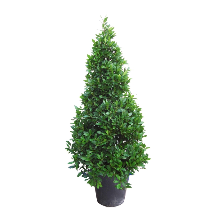 <h4>Laurus nobilis Piramide</h4>