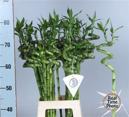 <h4>Drac Lucky Bamboo</h4>