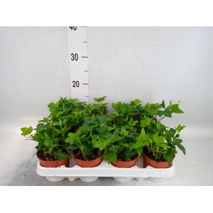 Hedera helix 'Shamrock'