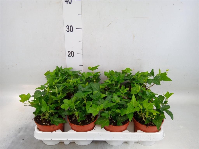 <h4>Hedera helix 'Shamrock'</h4>