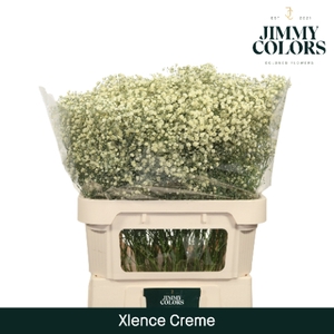 Gyps Xlence L80 Creme