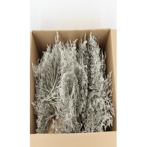 DF Gonio Tataricum Bs Platinum 30cm