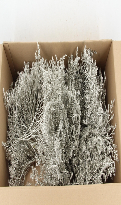 <h4>DF Gonio Tataricum Bs Platinum 30cm</h4>