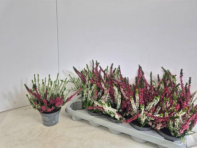 <h4>CALLU NOVA DUO P12</h4>