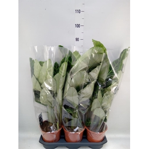 Calathea zebrina