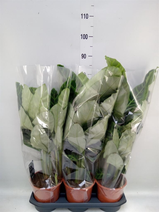 <h4>Calathea zebrina</h4>