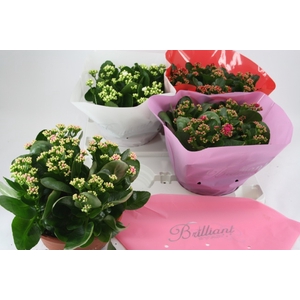 Kalanchoe Blossfeldiana Calandiva mix 23Ø 27cm