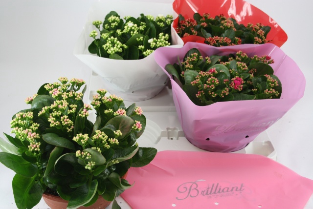 Kalanchoe Blossfeldiana Calandiva mix 23Ø 27cm