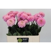 Dahlia Wizard of Oz
