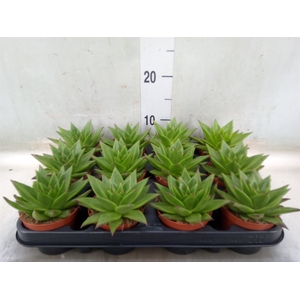 Echeveria agavoides 'Ebony'