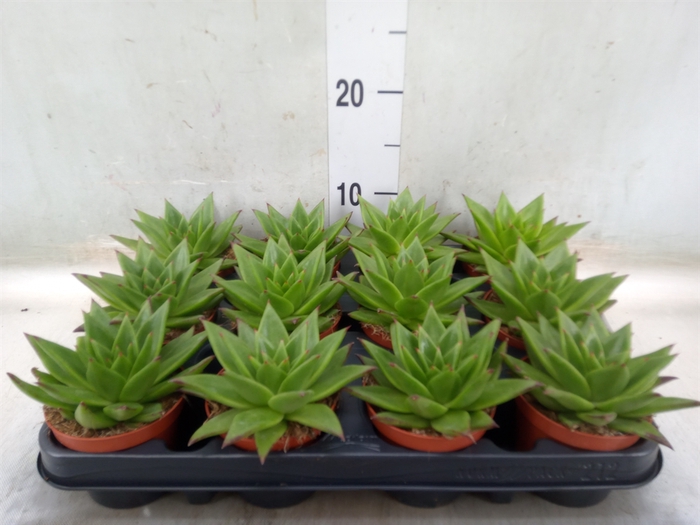 <h4>Echeveria agavoides 'Ebony'</h4>