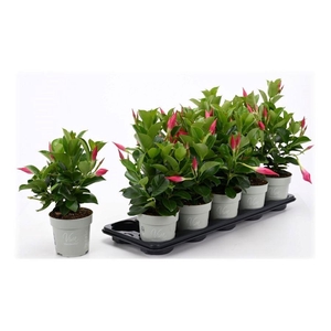MANDE RIO PETIT PINK
