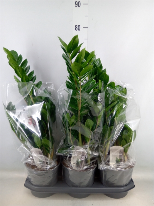 <h4>Zamioculcas zamiifolia</h4>