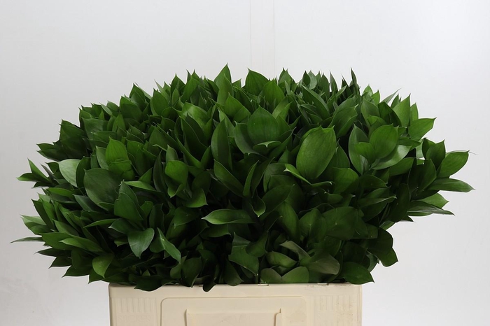 <h4>Ruscus Hypophyllum</h4>